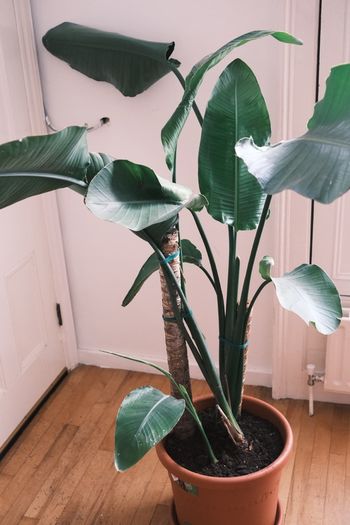 Giant White Bird of Paradise (Strelitzia Nicolai)