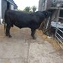 Angus Bull Image 4