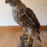 Large taxidermy sparrowhawk Image 3