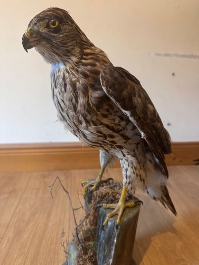 Large taxidermy sparrowhawk