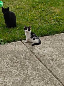 kitten