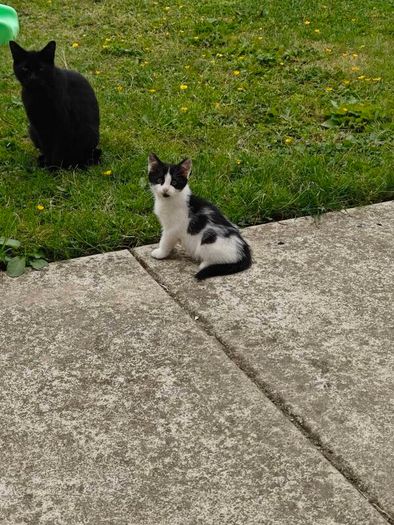kitten