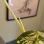 Monstera deliciosa(with a pot) Image 4