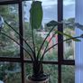 Birds of paradise plant Image 4