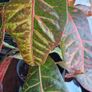 Croton Image 2