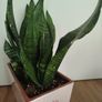 Snake plant Image 7