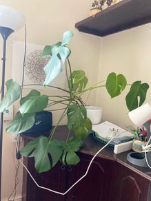 Gigant monstera plant