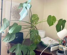 Gigant monstera plant