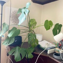 Gigant monstera plant