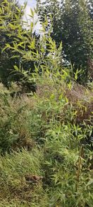 Bamboo