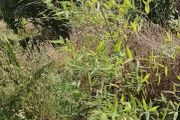 Bamboo