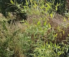 Bamboo