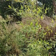 Bamboo