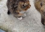 kittens free to a good home