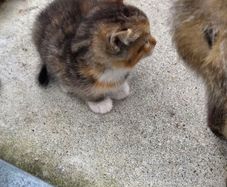 kittens free to a good home