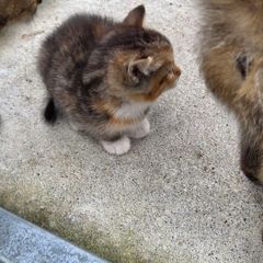 kittens free to a good home