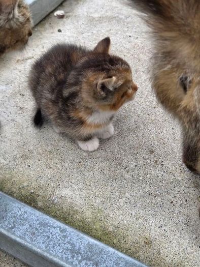 kittens free to a good home