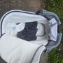 Buggy Image 6