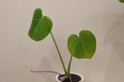 Monstera Plant