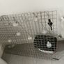 Set of 03 garden fence 120cm each Image 4