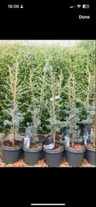 Cedar tree evergreen