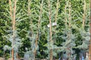 Cedar tree evergreen