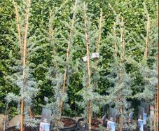 Cedar tree evergreen