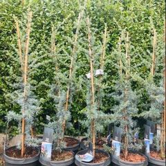 Cedar tree evergreen