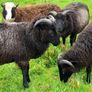 Shetland sheep Image 5