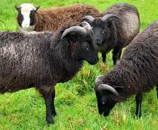 Shetland sheep
