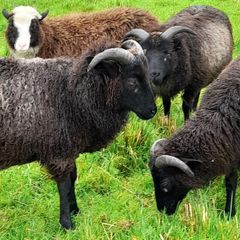 Shetland sheep