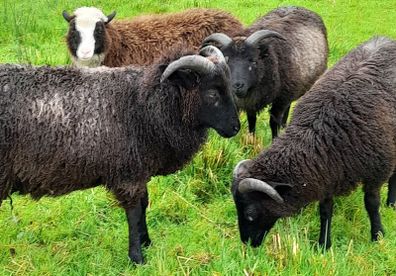 Shetland sheep