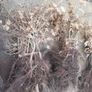 Hornbeam hedging Image 6
