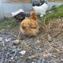 Buff Silkie Pullet Image 3
