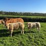 Weaning Bulls & Heifers Mohill Mart Oct 7th & 14th Image 4