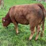 Top Quality Heifers Mohill Mart Saturday 31st Oct Image 6