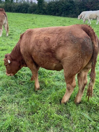 Top Quality Heifers Mohill Mart Saturday 31st Oct