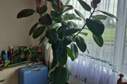 Ficus elastica Robusta  rubber plant