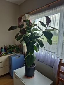 Ficus elastica Robusta  rubber plant