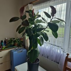 Ficus elastica Robusta  rubber plant