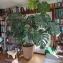Monstera plant large Image 3
