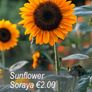 Sunflower seeds from only 1.00 euro Image 3