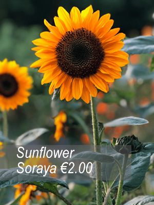 Sunflower seeds from only 1.00 euro