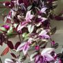 Beautiful Tradescantia "Violet Hill" House plant. Image 5
