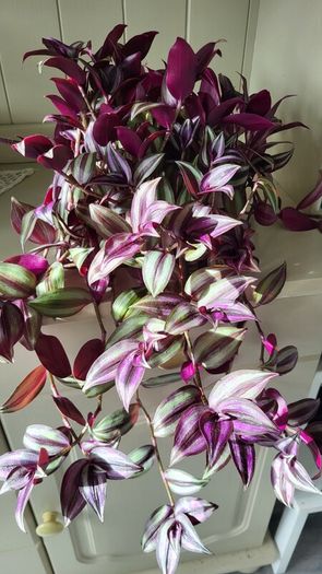 Beautiful Tradescantia "Violet Hill" House plant.