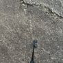 RIFE Putter Image 5