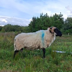 Rams