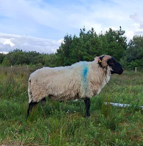Rams