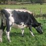 Droimeann Cows and Beet Calves for sale Image 2