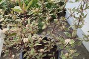 Cornus